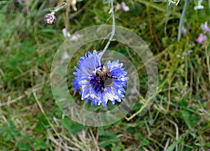 The bumble-bee on a corn- flower