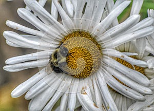 Bumble bee in daisy flower