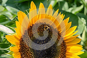 Bumble bee on disc florets of sunflower