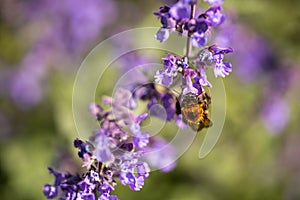 A bumble bee drinking nector from a Catmint, nepeta faassenii, purple flowering garden plant photo