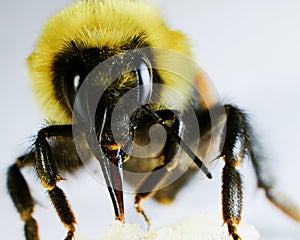 Bumble Bee Eating