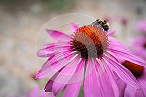 Bumble bee on a echinacea, coneflower