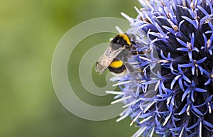 Bumble Bee on Echinops photo