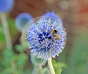 Bumble bee on echinops flower photo