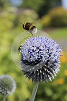 Bumble bee on echinops.