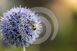 Bumble Bee on Echinops