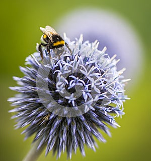 Bumble Bee on Echinops