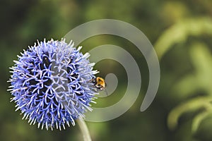 Bumble Bee on Echinops