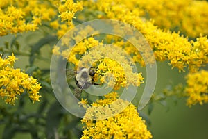 Bumble bee enjoying a goldenrod flower.