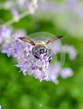 Bumble Bee with face in lavender flower translucent wings