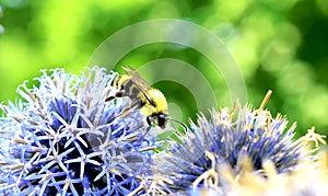 Bumble Bee feeding on an Azure Allium Flower