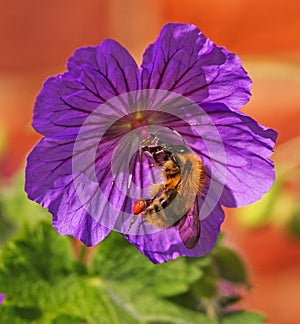 A Bumble Bee Feeding on a Geranium Flower