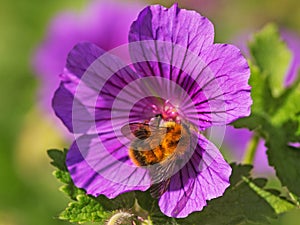 A Bumble Bee Feeding on a Geranium Flower