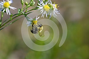 Bumble bee feeding on nectar from wild flower aster with green background
