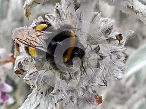 Bumble Bee feeding on Stachys byzantina Lambs Ears plant photo