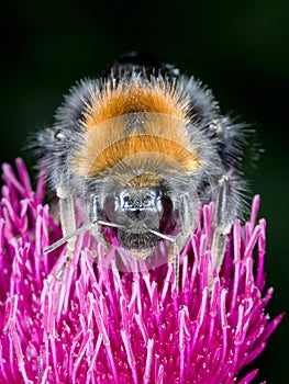 Bumble Bee feeding on thistle - macro of face
