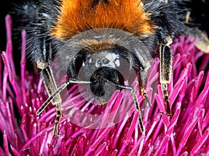 Bumble Bee feeding on thistle - macro of face