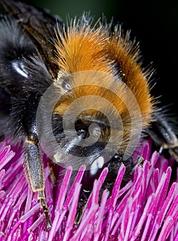 Bumble Bee feeding on thistle - macro of face