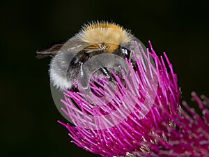 Bumble Bee feeding on thistle - side view