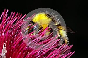 Bumble Bee feeding on thistle - side view