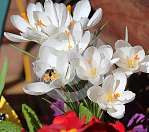 Bumble Bee feeding on White Crocus