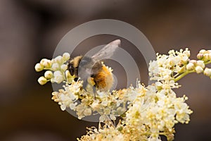 A Bumble Bee Feeding on a White Flower