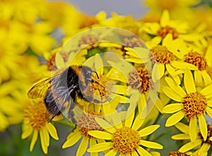 Bumble bee feeding on yellow ragwort