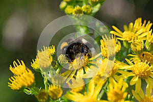 Bumble bee feeding on yellow ragwort flowers