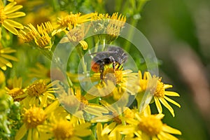 Bumble bee feeding on yellow ragwort flowers