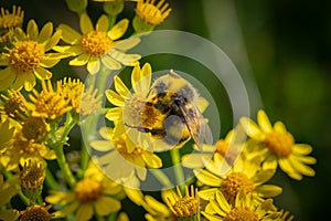 Bumble bee feeding on yellow ragwort flowers