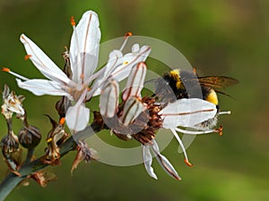 Bumble bee feeds on an Asphodel in bloom. Asphodelus ramosus