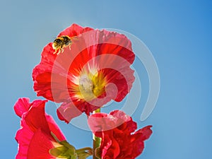 A bumble bee flies into the centre of a red hollyhock flower. It is a summer day with blue sky