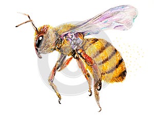 Bumble Bee in flight art