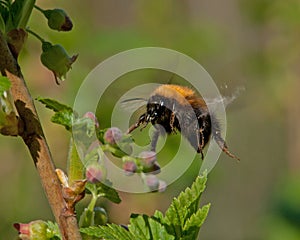 Bumble bee in flight in black blooming currant bush