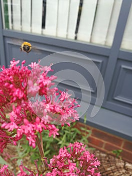 Bumble bee in flight