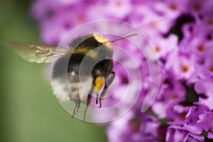 Bumble Bee in flight