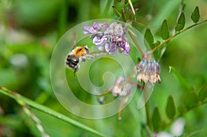 Bumble Bee In Flight Collecting Lollen