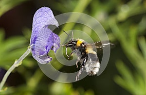 Bumble bee in flight