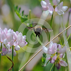 A bumble bee in flight