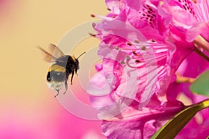 Bumble Bee In Flight photo