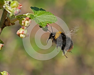 Bumble bee in flight to blooming currant