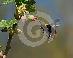 Bumble bee in flight to currant flowers
