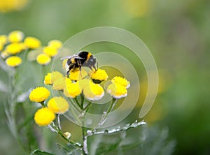 Bumble bee on a flower