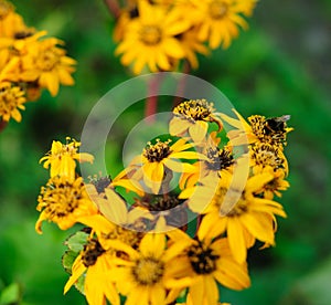 Bumble-bee on a flower