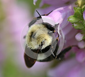 Bumble bee on flower