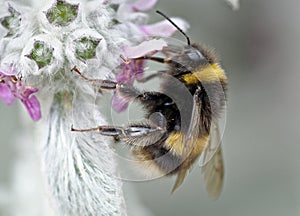 Bumble bee on flower