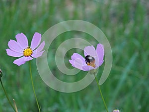 Bumble bee on a flower