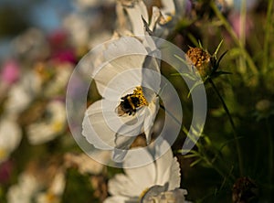 Bumble Bee On A Flower