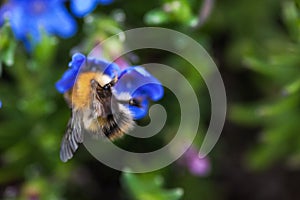 Bumble bee on flower