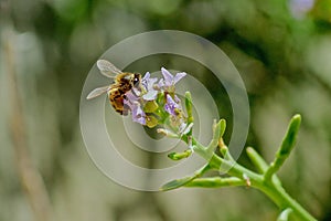 Bumble bee flower